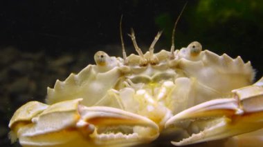 Yüzen yengeç (Makropipus holsatus) midye yiyor, Karadeniz