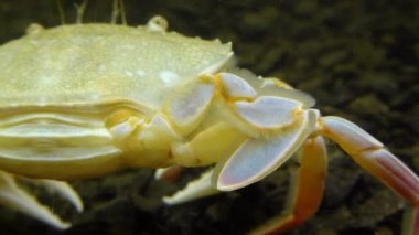 Yüzen yengeç (Makropipus holsatus) midye yiyor, Karadeniz