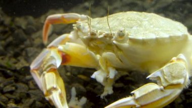 Yüzen yengeç (Makropipus holsatus) midye yiyor, Karadeniz