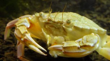 Yüzen yengeç (Makropipus holsatus) midye yiyor, Karadeniz