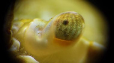 Makro video, yengeç gözü yüzücü yengeç (Makropipus holsatus), Karadeniz