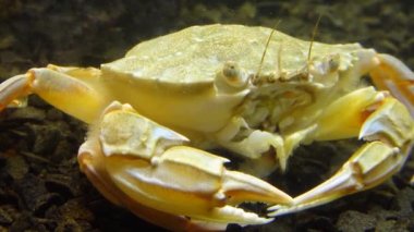 Yüzen yengeç (Makropipus holsatus) midye yiyor, Karadeniz