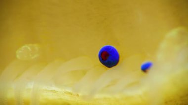 Çift valflı yumuşakça yumuşak neşter (Flexopecten glaber ponticus), Karadeniz