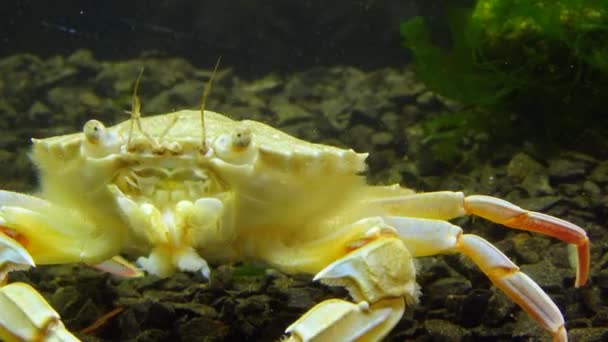 Schwimmkrabben Macropipus Holsatus Essen Muschelfleisch Schwarzes Meer — Stockvideo