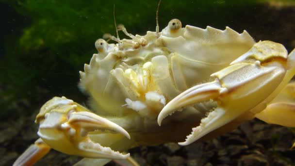 Kraby Pływackie Macropipus Holsatus Jedzące Mięso Małży Morze Czarne — Wideo stockowe