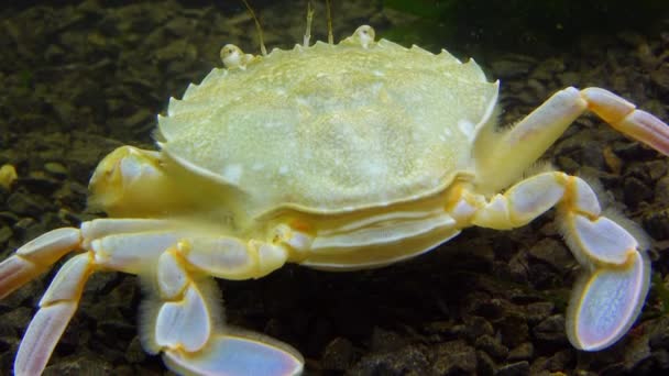 Crabi Înot Macropipus Holsatus Care Mănâncă Carne Midii Marea Neagră — Videoclip de stoc