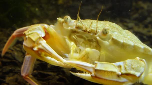 Crabi Înot Macropipus Holsatus Care Mănâncă Carne Midii Marea Neagră — Videoclip de stoc