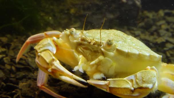 Schwimmkrabben Macropipus Holsatus Essen Muschelfleisch Schwarzes Meer — Stockvideo