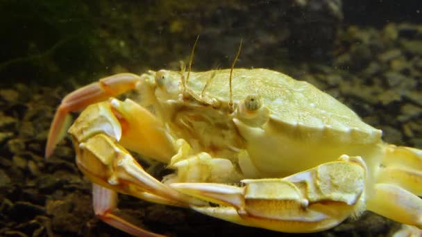 Badkrabba Macropipus Holsatus Som Äter Musselkött Svarta Havet — Stockvideo