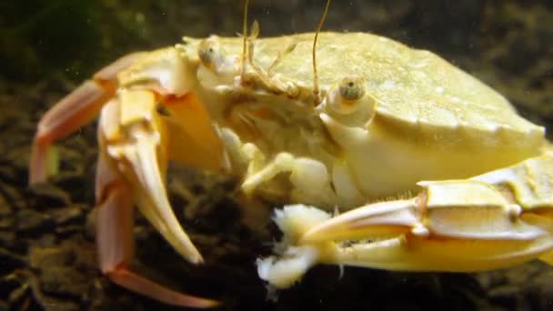 Kepiting Renang Macropipus Holsatus Makan Daging Kerang Laut Hitam — Stok Video