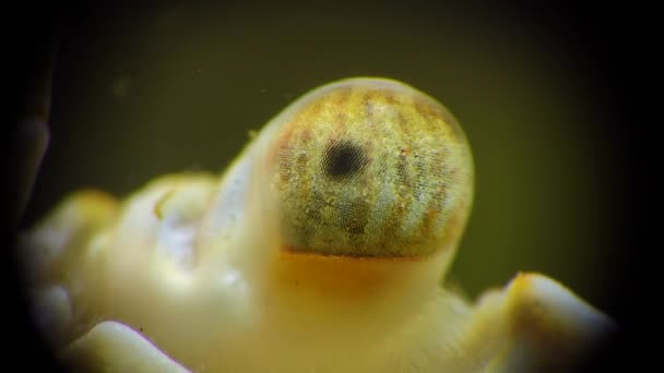 Macro Vidéographie Yeux Crabe Facettes Baignade Crabe Macropipus Holsatus Mer — Video