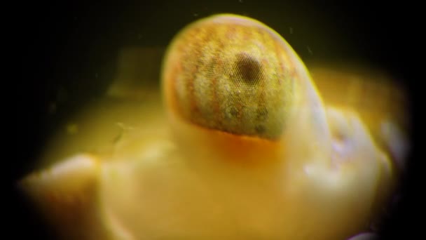Videografi Makro Mata Kepiting Berwajah Kepiting Renang Macropipus Holsatus Laut — Stok Video