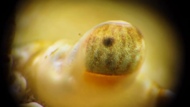Macro Vidéographie Yeux Crabe Facettes Baignade Crabe Macropipus Holsatus Mer — Video
