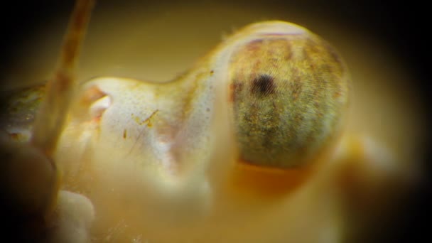 Макровидеосъемка Краб Крабами Macropipus Holsatus Черное Море — стоковое видео