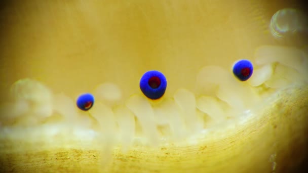 Small Blue Eyes Tentacles Mantle Bivalve Mollusk Smooth Scallop Flexopecten — Stock Video