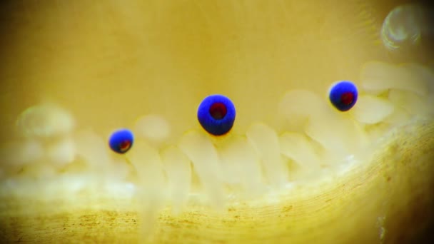 Малі Блакитні Очі Щупальця Мантії Двостулкового Молюска Smooth Scallop Flexopecten — стокове відео
