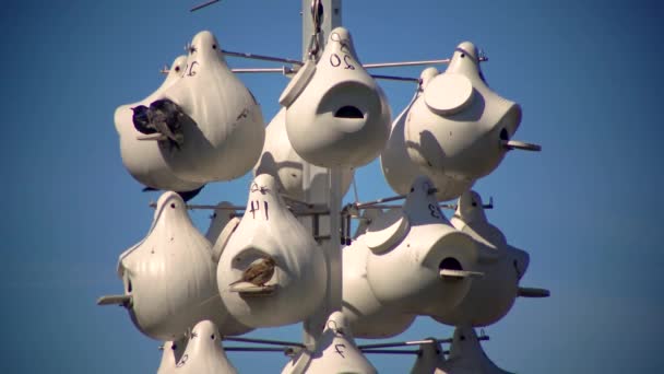 Vogelnesten Lorain Harbor Ohio Verenigde Staten — Stockvideo