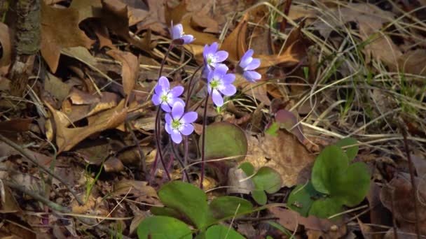 Flor Azul Primavera Sobre Dunas Arena Entre Hojas Caídas Cuyahoga — Vídeo de stock