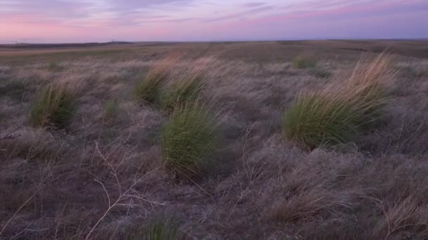 Végétation Des Prairies Dans Idaho Soir Coucher Soleil États Unis — Video