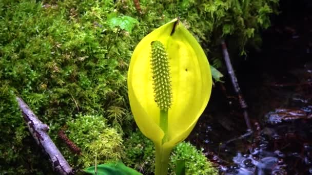 Western Skunk Cabbage Lysichiton Americanus Red Alder Grove Olympic National — Stock Video
