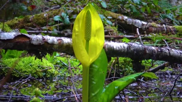 Western Skunk Cabbage Lysichiton Americanus Egy Vörös Éger Ligetben Olimpiai — Stock videók