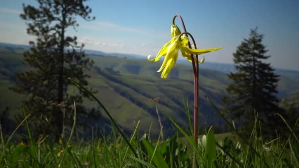 Plantas Flores Silvestres Flora Del Estado Aregón — Vídeos de Stock