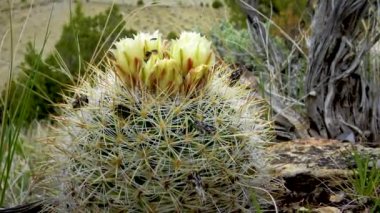 Sarı çiçekli kaktüs Escobaria Sp. Utah 'ın kuzeyinde, ABD