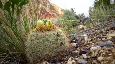 Sarı çiçekli kaktüs Escobaria Sp. Utah 'ın kuzeyinde, ABD