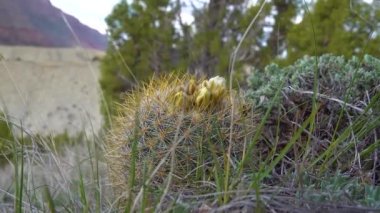 Sarı çiçekli kaktüs Escobaria Sp. Utah 'ın kuzeyinde, ABD