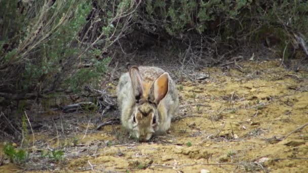 Pouštní Cottontail Sylvilagus Audubonii Jíst Trávu Utah Usa — Stock video