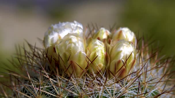 Blühende Gelbe Blüten Kaktus Escobaria Norden Von Utah Usa — Stockvideo