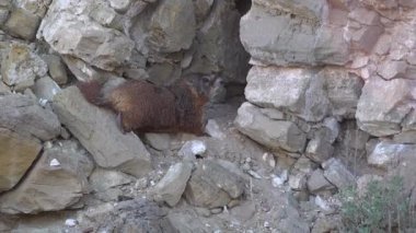 Sarı karınlı dağ sıçanı (Marmota flaviventris) Utah 'ın dağlarındaki bir deliğin yanında.