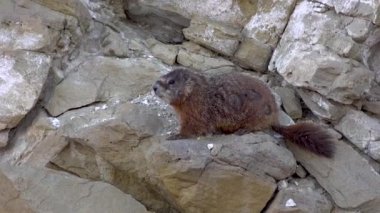Sarı karınlı dağ sıçanı (Marmota flaviventris) Utah 'ın dağlarındaki bir deliğin yanında.