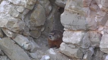 Sarı karınlı dağ sıçanı (Marmota flaviventris) Utah 'ın dağlarındaki bir deliğin yanında.