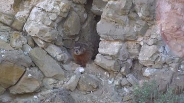 Sarı karınlı dağ sıçanı (Marmota flaviventris) Utah 'ın dağlarındaki bir deliğin yanında.