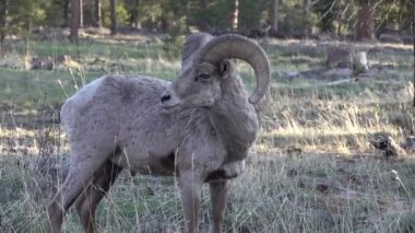 Kaliforniya bighorn koyunu (OVIS CANADENSIS) engebeli dağlık bölgelerde evindedir. ABD