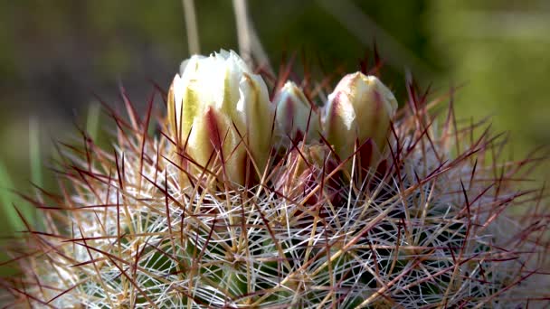 Kwitnące Żółte Kwiaty Kaktusy Escobaria Północy Utah Usa — Wideo stockowe