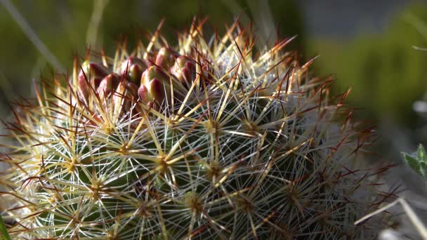 Flori Galbene Înfloritoare Cactus Escobaria Nordul Utah Statele Unite Ale — Videoclip de stoc