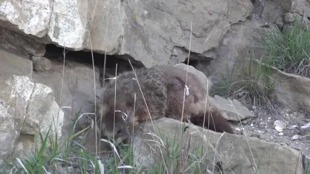 Den Gulmagade Murmeldjuret Marmota Flaviventris Nära Ett Hål Bergens Klippor — Stockvideo