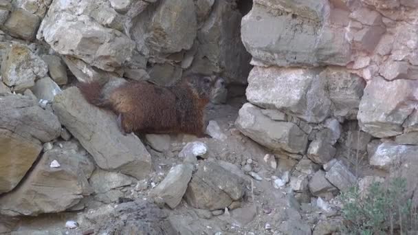 Marmotte Ventre Jaune Marmota Flaviventris Près Trou Dans Les Rochers — Video