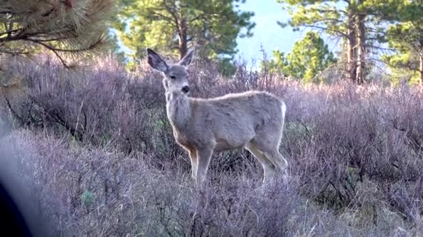 Cervo Cammina Nell Erba Alta Sulla Prateria Stati Uniti — Video Stock