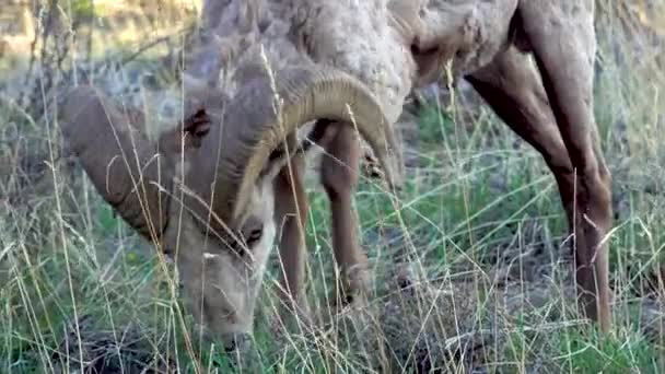 Das Kalifornische Dickhornschaf Ovis Canadensis Ist Zerklüfteten Bergregionen Hause Usa — Stockvideo