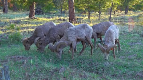 Kaliforniya Bighorn Koyunu Ovis Canadensis Engebeli Dağlık Bölgelerde Evindedir Abd — Stok video