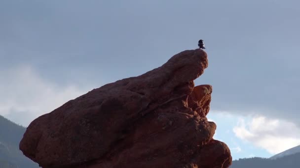 岩石上的喜鹊 生锈的红砂岩地层 科罗拉多泉众神花园 — 图库视频影像