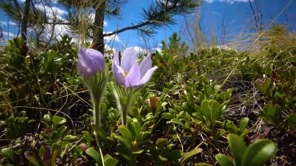 Flowering Crocuses Spring Snow Covered Mountain Pikes Peak Mountain Colorado — Stock Video