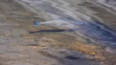 Colorado İlkbaharında, Colorado 'da, dağ eteklerindeki bir dağ gölünde somon balığı sığ sularda yüzer.