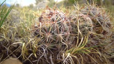 Sulu bitkiler Escobaria sp., Colorado kaktüsü, Great Sand Dunes Ulusal Parkı, Colorado, ABD