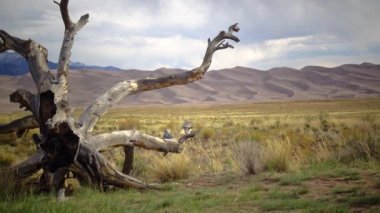 Great Sand Dunes Ulusal Parkı, Colorado. Kum tepeciklerine karşı güzel kuru bir ağaç. ABD 