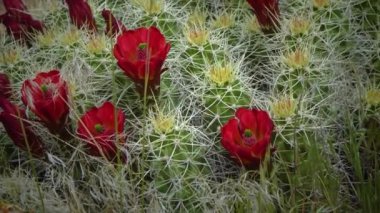 Çiçek açan bitkiler (Echinocereus sp.) Kirpi kaktüsü olarak bilinir.