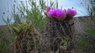 Sclerocactus 'un pembe çiçekleri. Sclerocactus, Doğu Utah cinsinin en yaygın ve yaygın üyesidir.